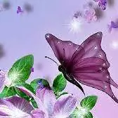butterfly dp